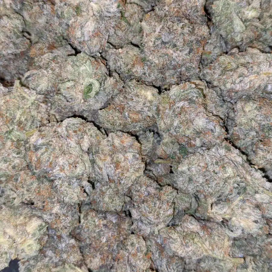 Alternative view of $119 Oz - Dos Diablos