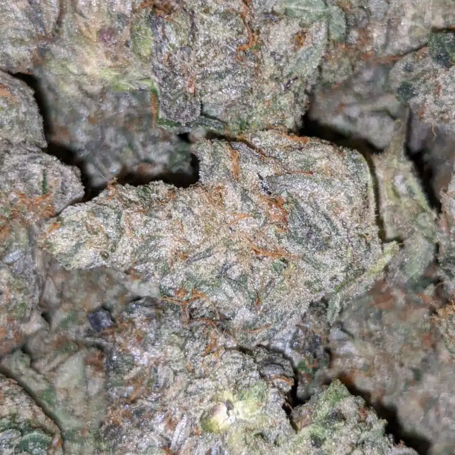 dos diablos 10 I $119 Oz - Dos Diablos