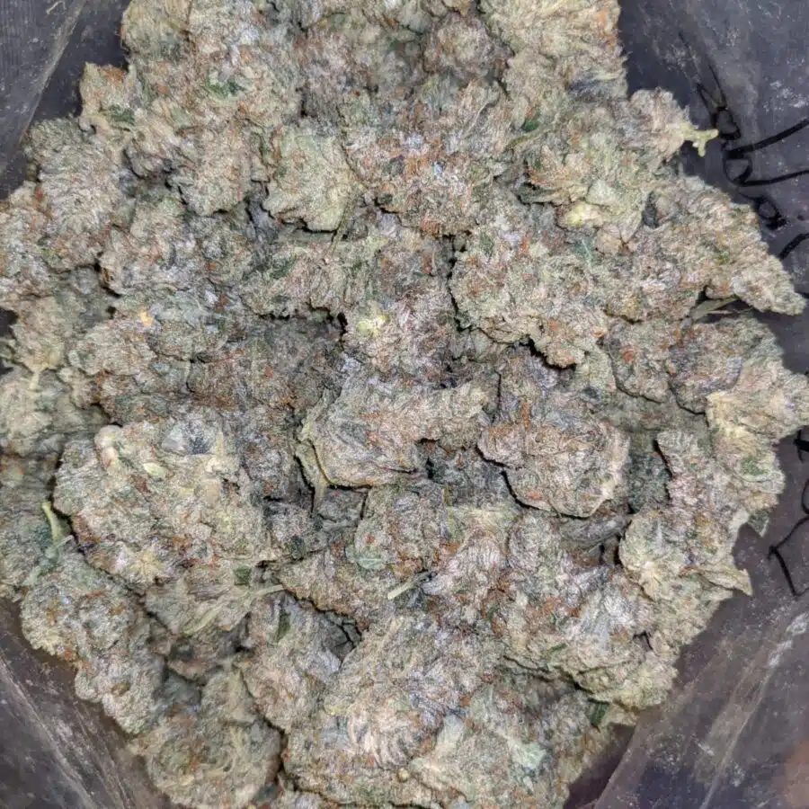 dos diablos 2 rotated I $119 Oz - Dos Diablos
