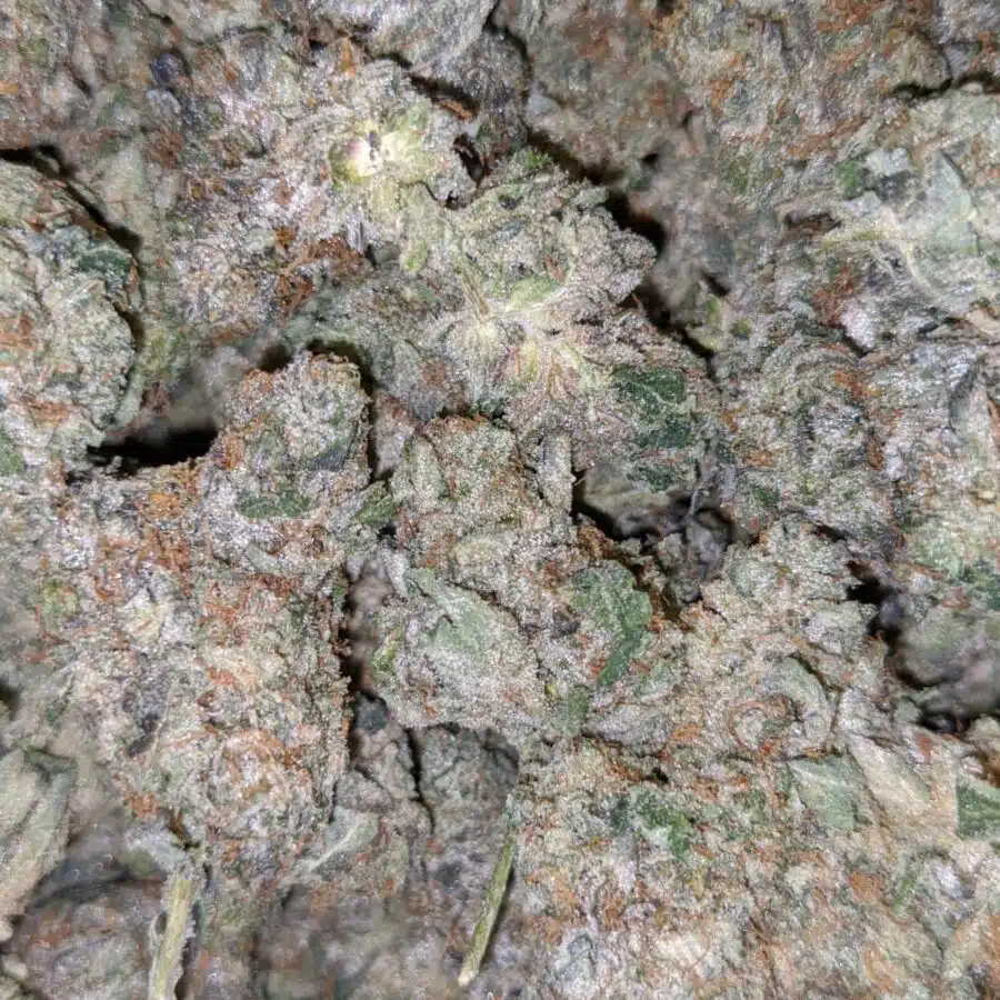 dos diablos 3 I $119 Oz - Dos Diablos