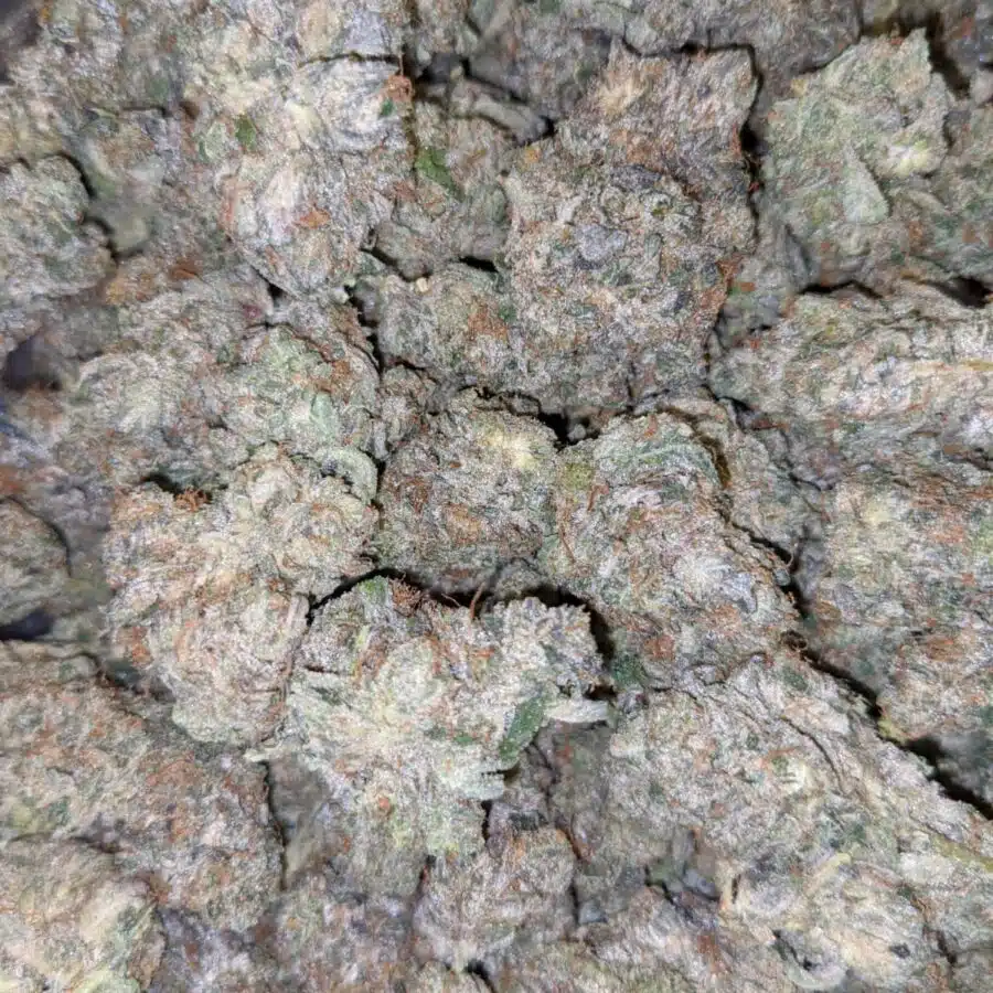 dos diablos 5 I $119 Oz - Dos Diablos