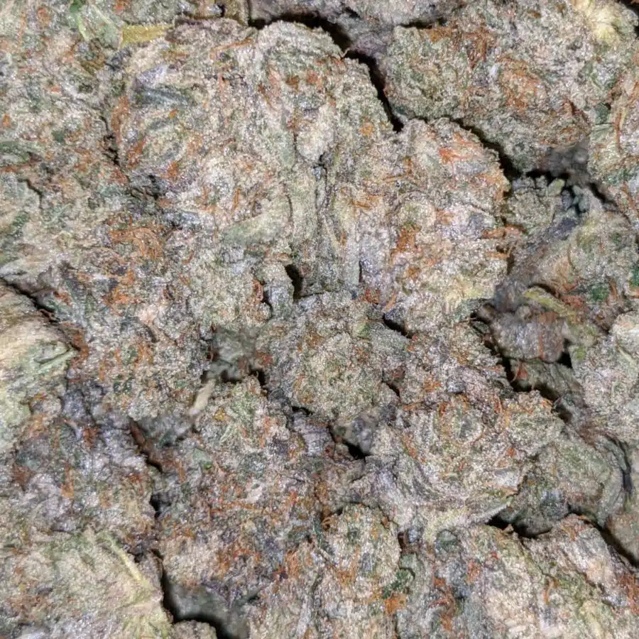 dos diablos 6 I $119 Oz - Dos Diablos