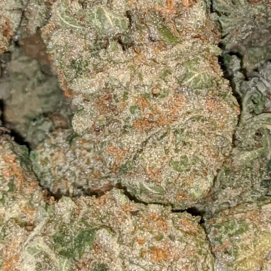 island sweet skunk aaa 4 I $79 Oz - Island Sweet Skunk