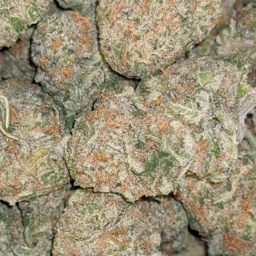 $79 Oz - Island Sweet Skunk