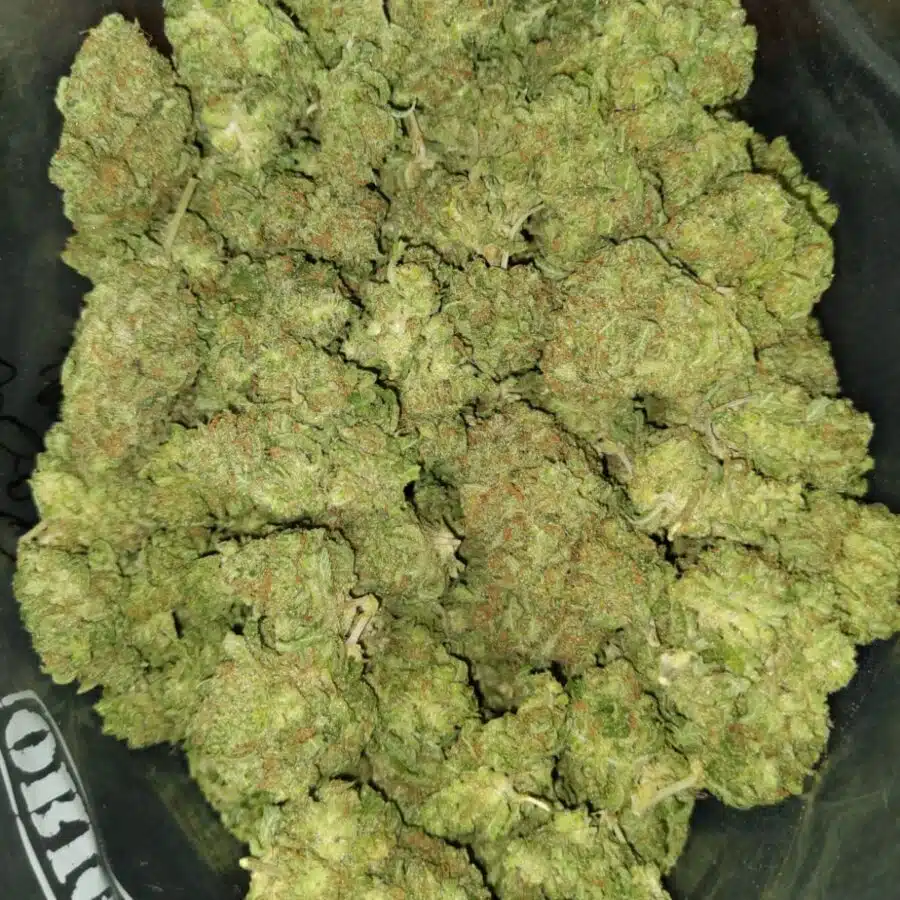 papaya kush dod 1 I $79 Oz - Papaya