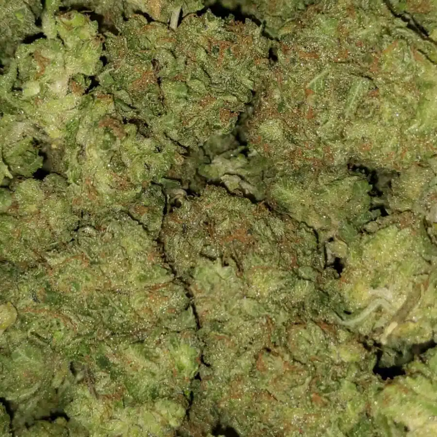 papaya kush dod 2 I $79 Oz - Papaya