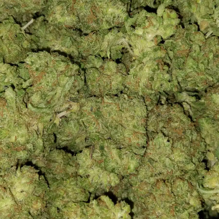 papaya kush dod 3 I $79 Oz - Papaya