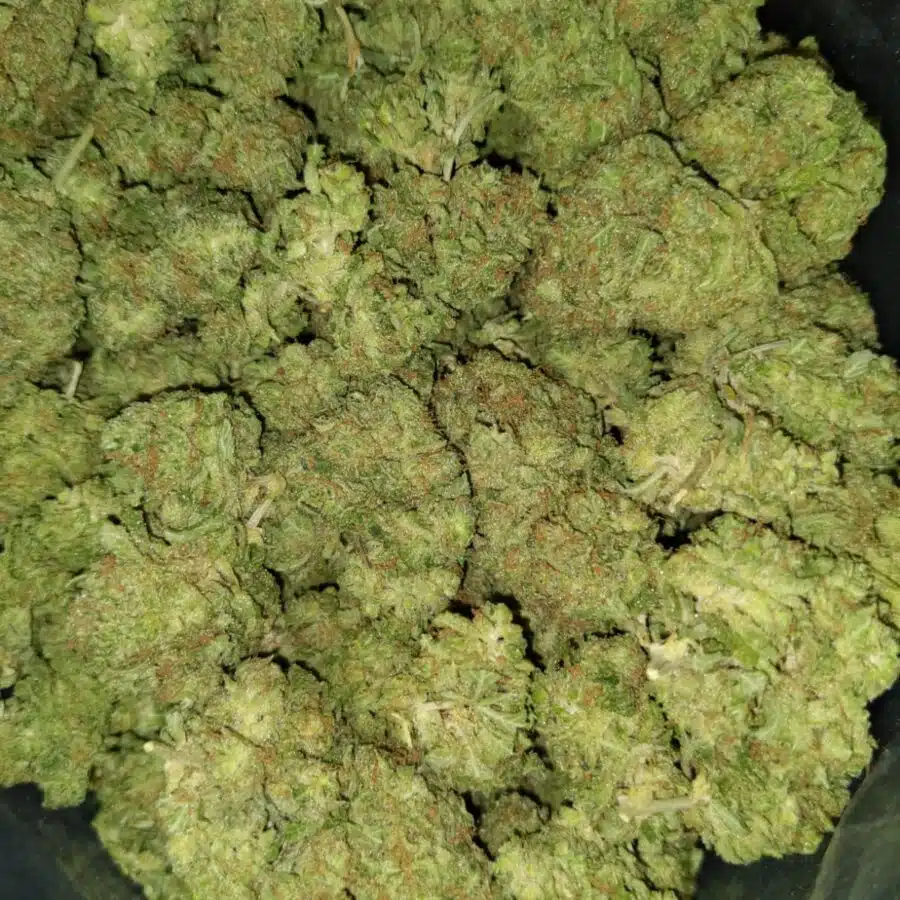 papaya kush dod 4 I $79 Oz - Papaya