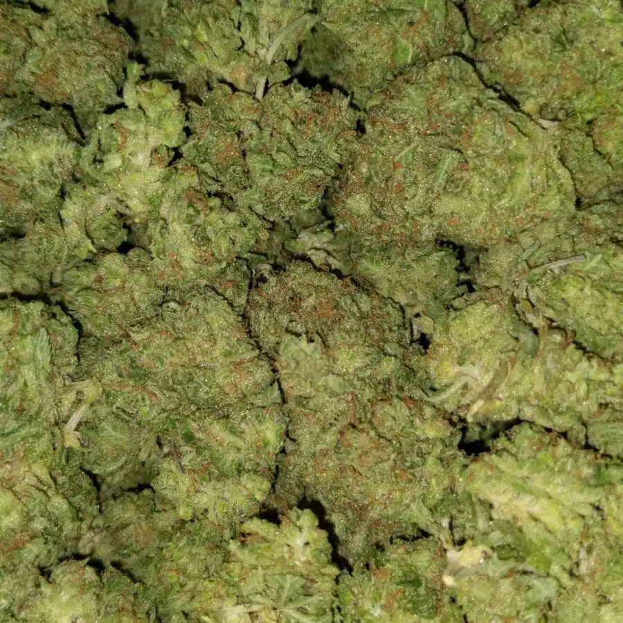 Alternative view of $79 Oz - Papaya