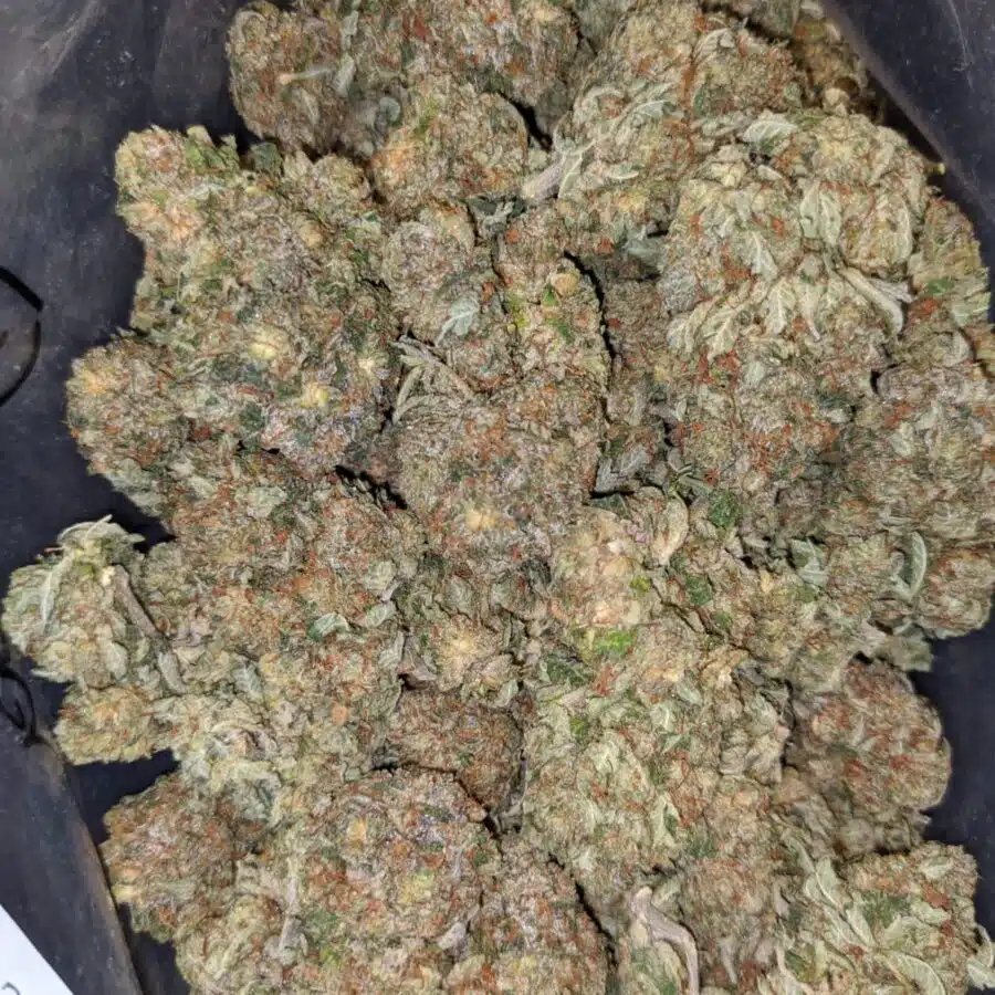 pre 98 bubba 2 1 I $99 Oz - Pre 98 Bubba