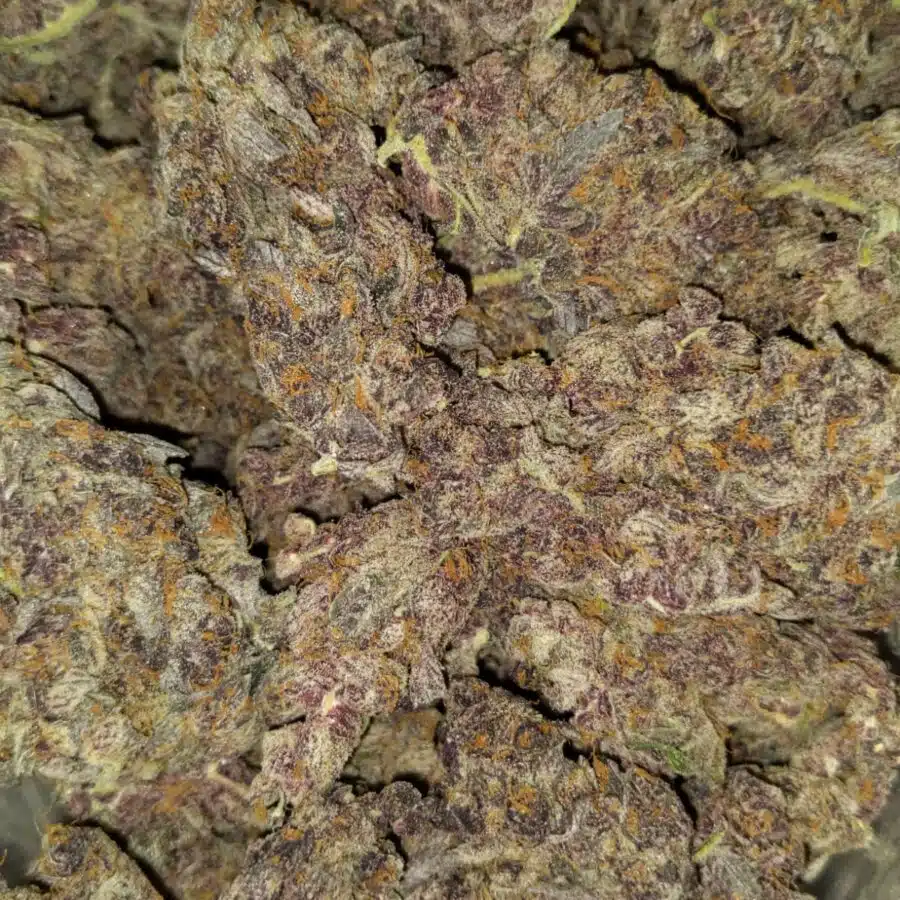 Alternative view of $109 Oz -Tropicana Cookies