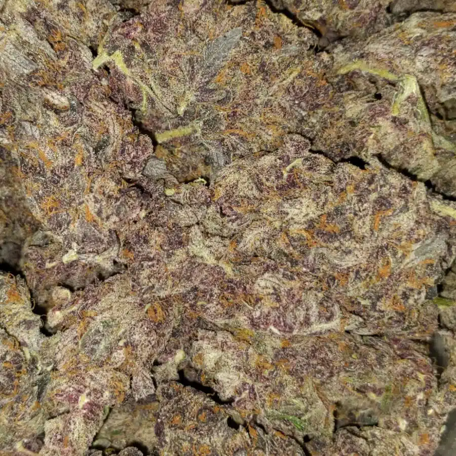 tropicana cookies by oniseed 3 I $109 Oz -Tropicana Cookies