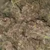 $109 Oz -Tropicana Cookies