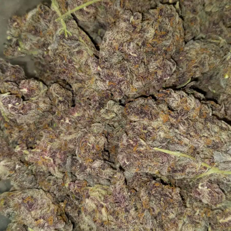 $109 Oz -Tropicana Cookies