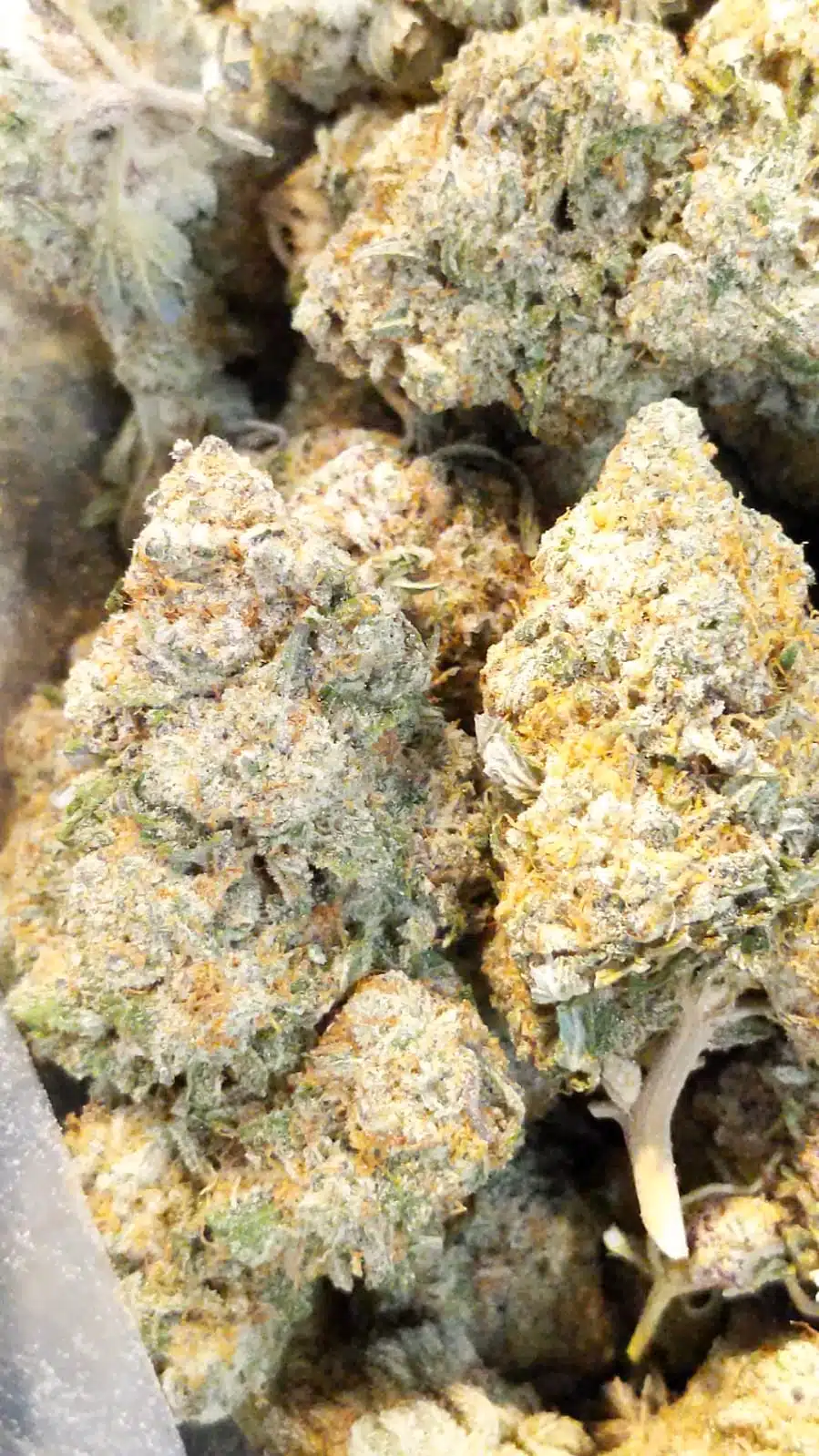 white russian 3 I $99 Oz - White Russian