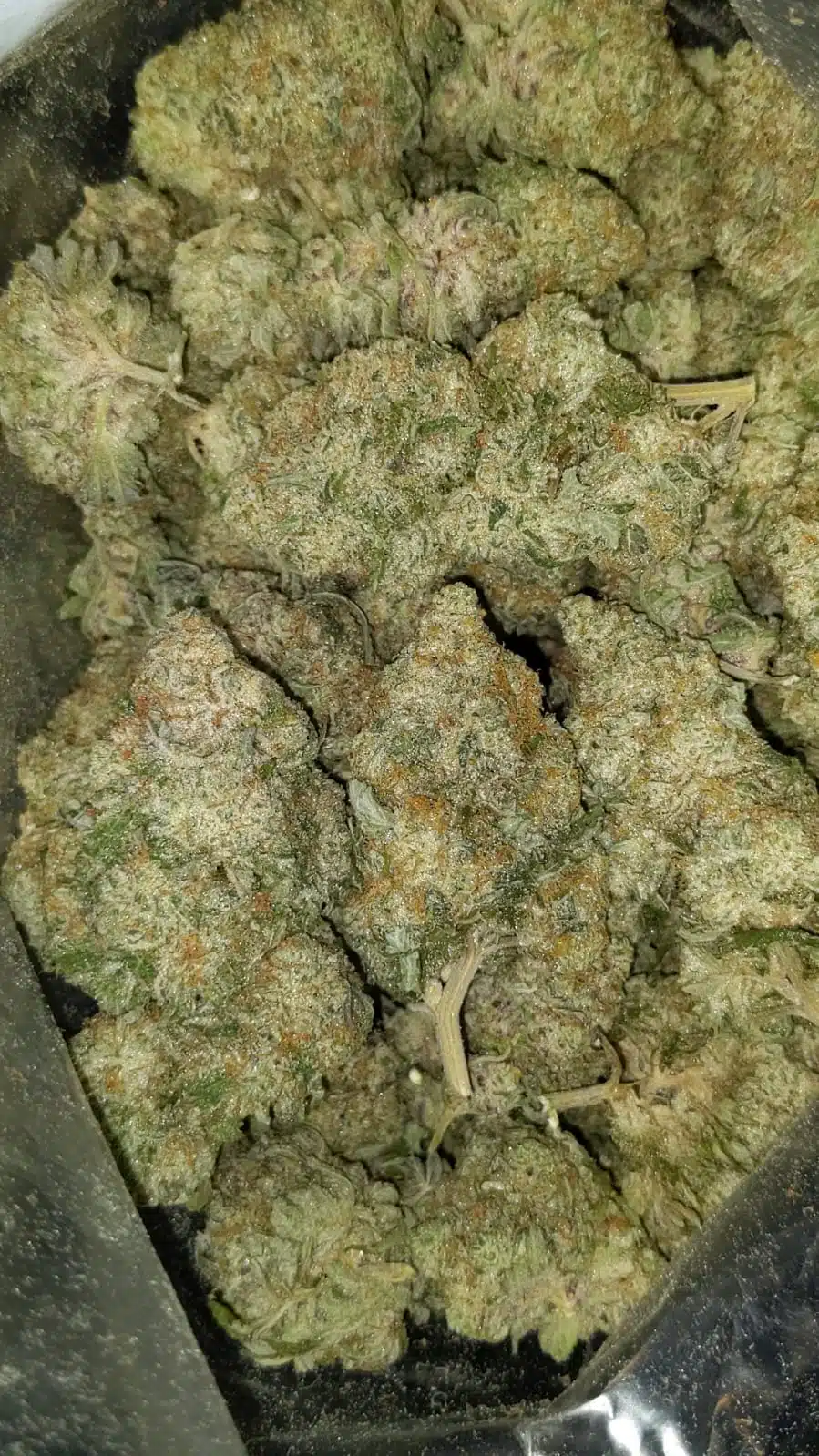 white russian 5 I $99 Oz - White Russian