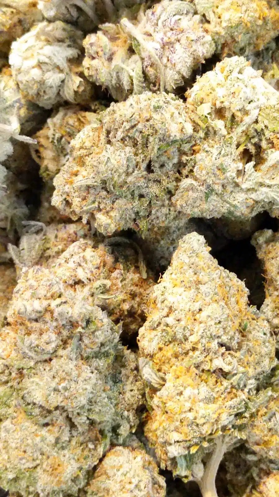 Alternative view of $99 Oz - White Russian