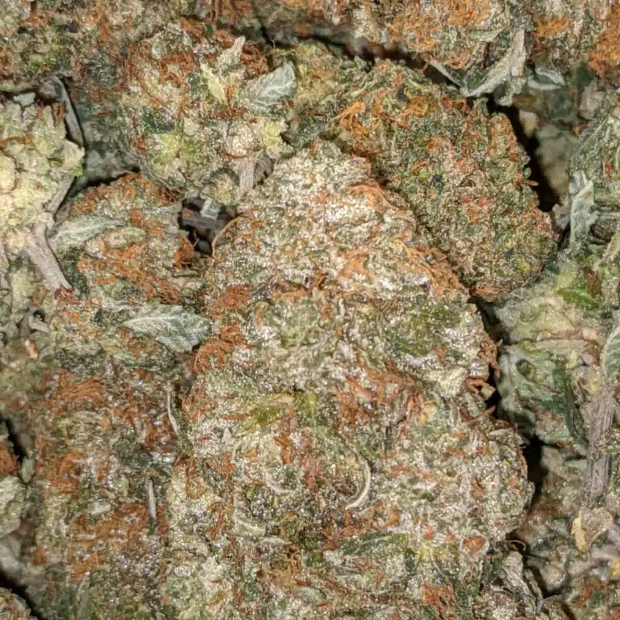 COFFEE KUSH DOD 4 I Coffee Kush - *Deal of the Day*