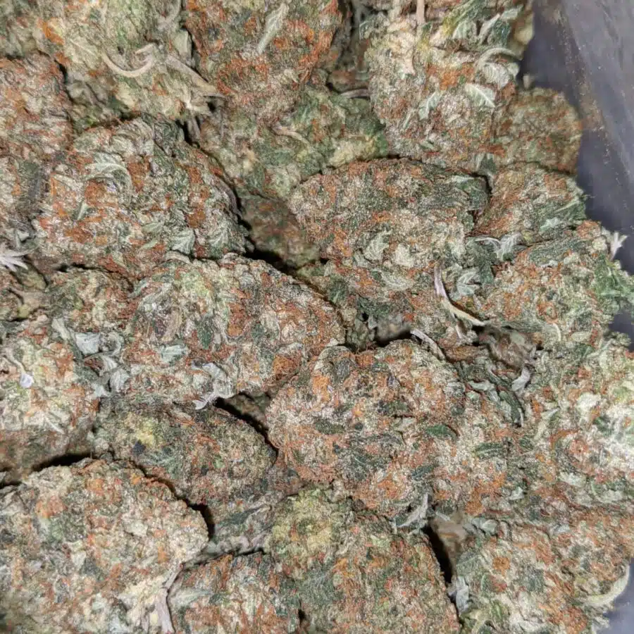 COFFEE KUSH DOD 5 I Coffee Kush - *Deal of the Day*