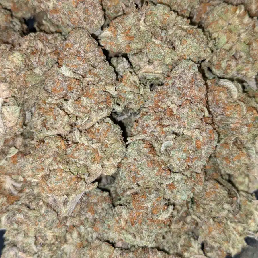 DUKE NUKEM 4 I $113 Oz - Duke Nukem