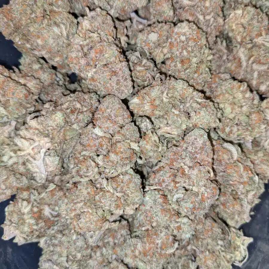 DUKE NUKEM 5 I $113 Oz - Duke Nukem