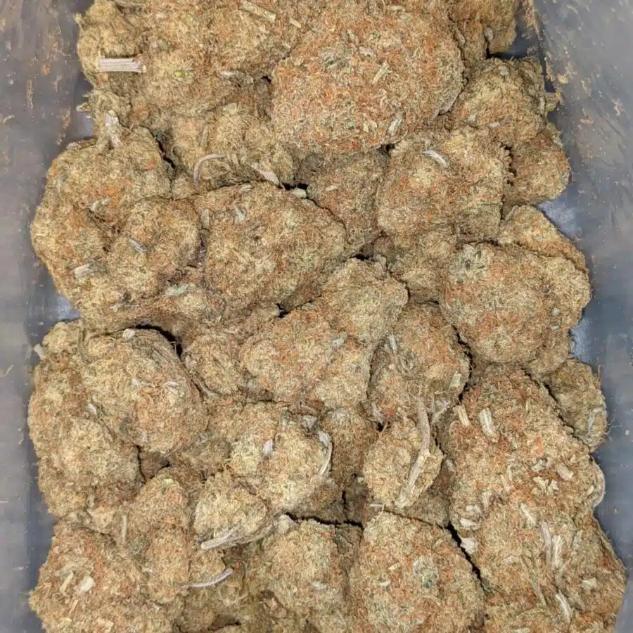 DURIAN GELATO AA 1 I Durian Gelato AA+