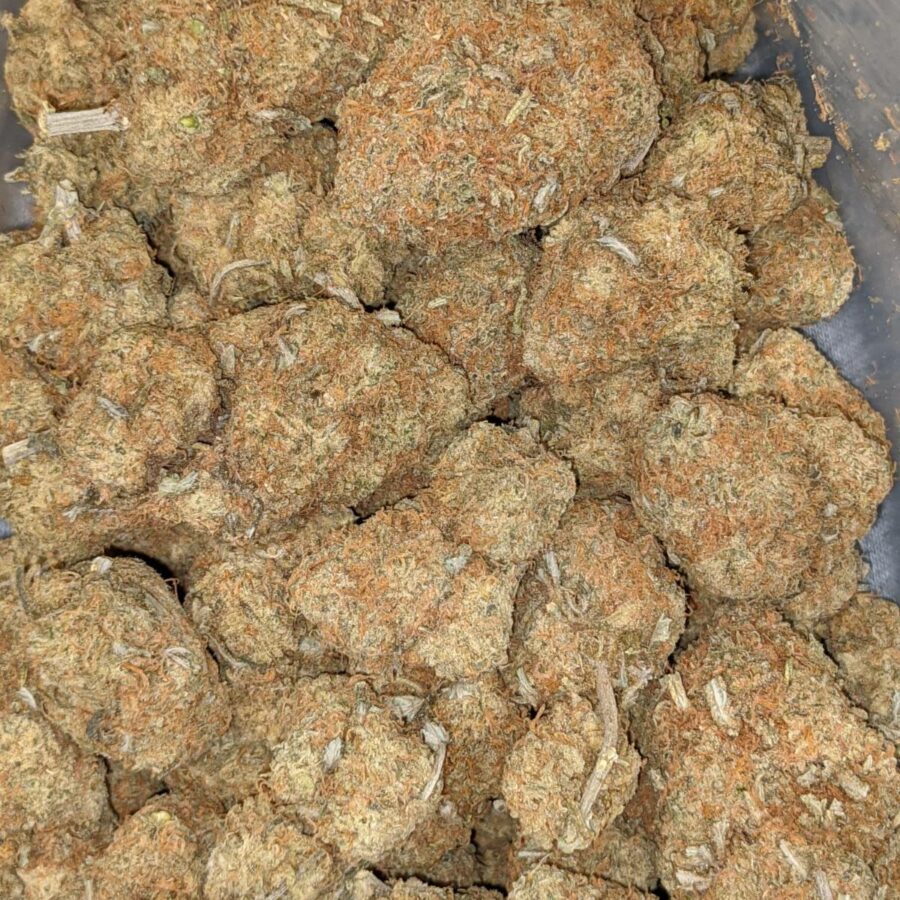 DURIAN GELATO AA 2 I Durian Gelato AA+