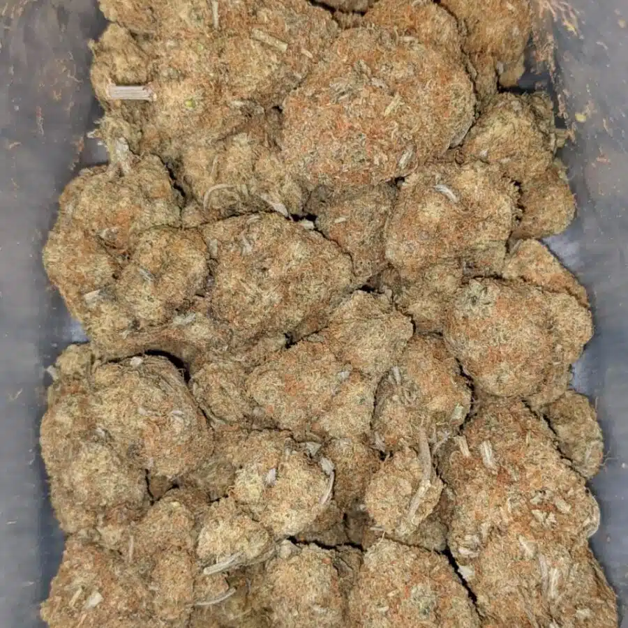 DURIAN GELATO AA 3 I Durian Gelato AA+