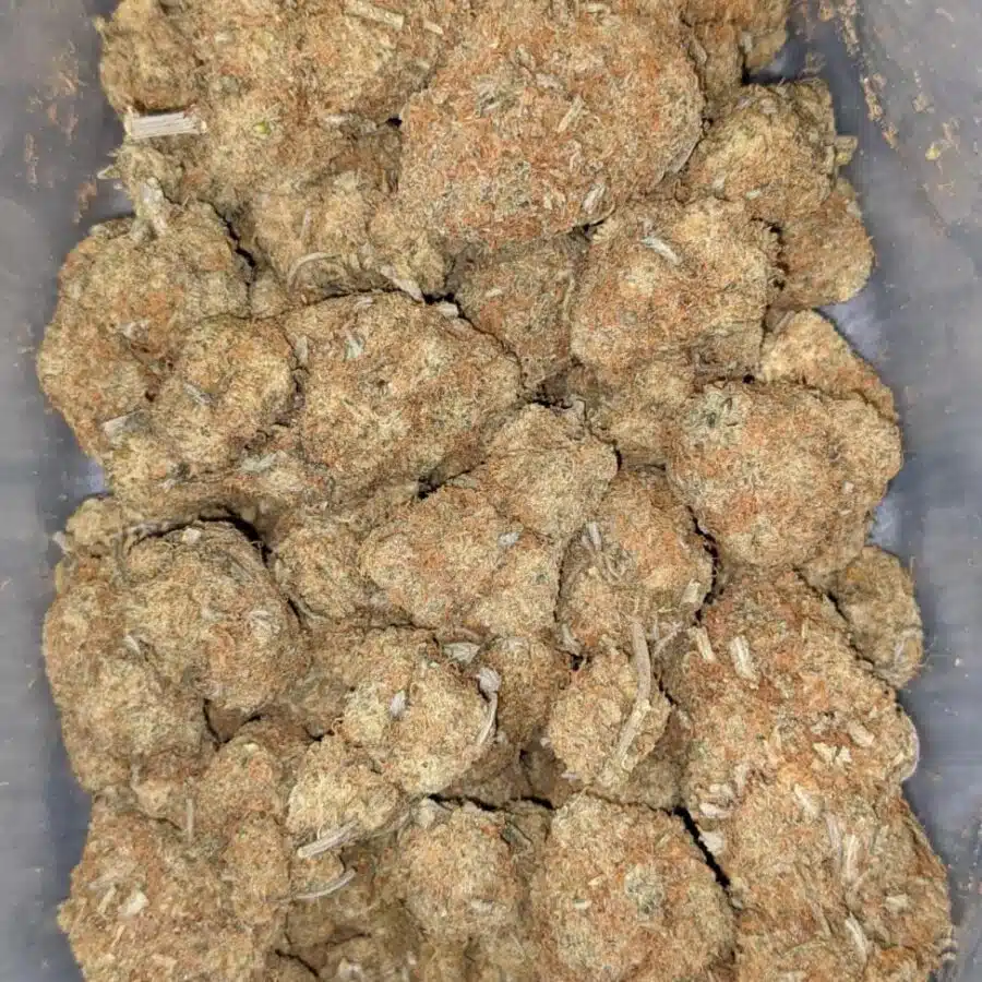 DURIAN GELATO AA 4 I Durian Gelato AA+