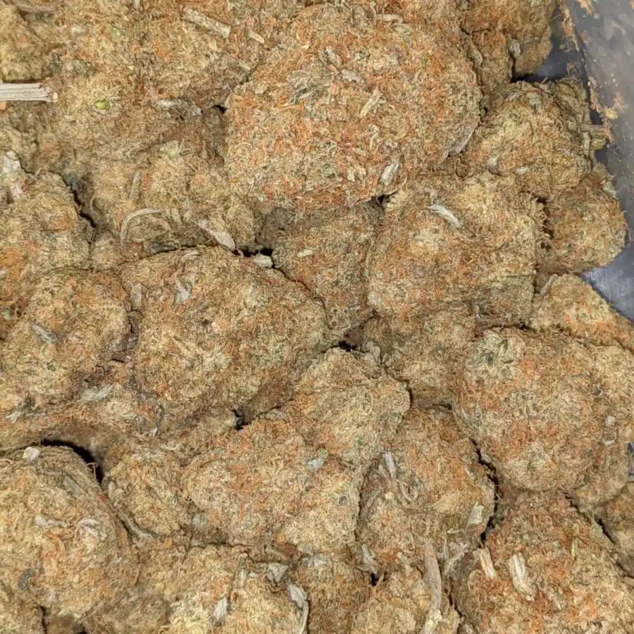 DURIAN GELATO AA 5 I Durian Gelato AA+