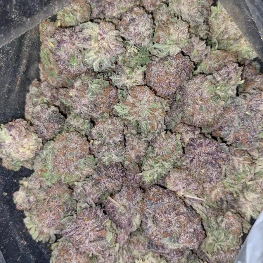GOD GREEN CRACK 5 1 I $103 Oz - God's Green Crack