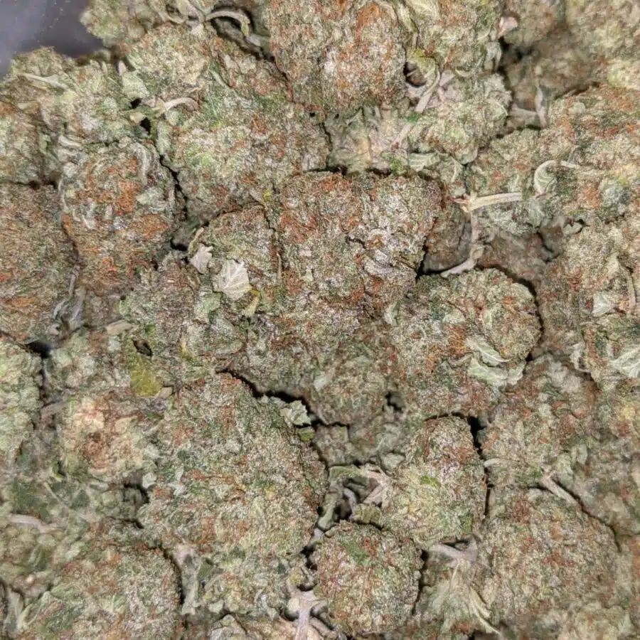 HINDU KUSH DOD 2 I Hindu Kush AA+