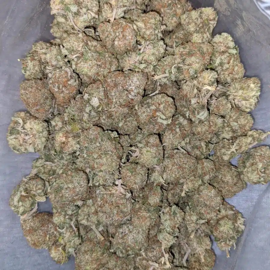 HINDU KUSH DOD 3 I Hindu Kush AA+