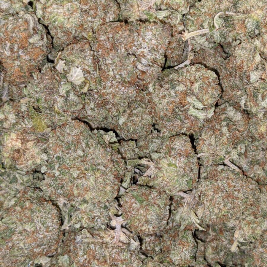 HINDU KUSH DOD 4 I Hindu Kush AA+