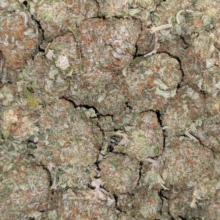 HINDU KUSH DOD 4 I Hindu Kush AA+
