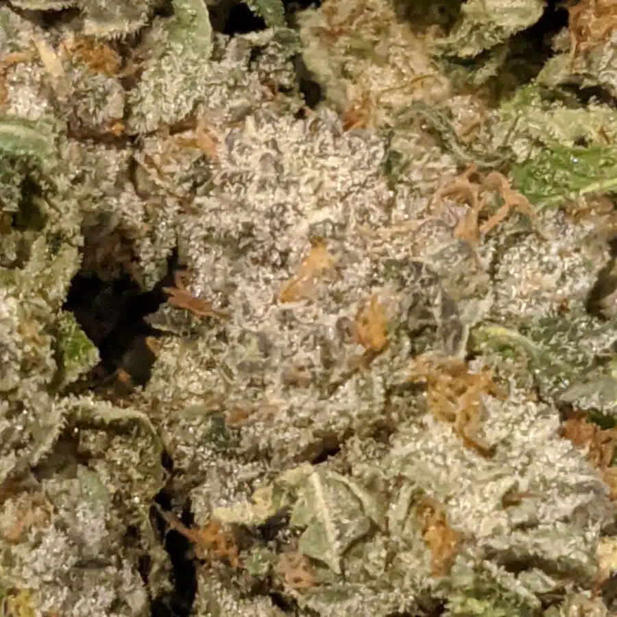 PURPLE BUBBA 1 I Purple Bubba #2