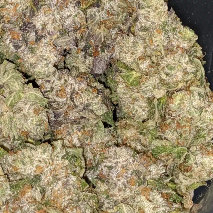 PURPLE BUBBA 2 I Purple Bubba #2