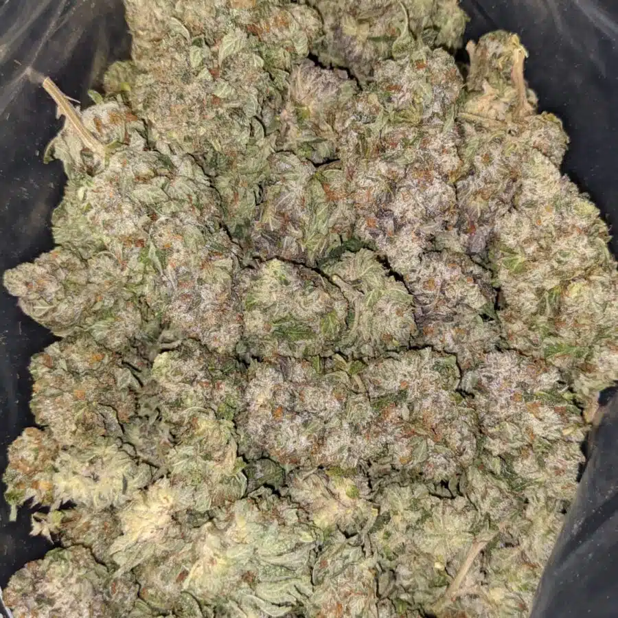PURPLE BUBBA 3 I Purple Bubba #2