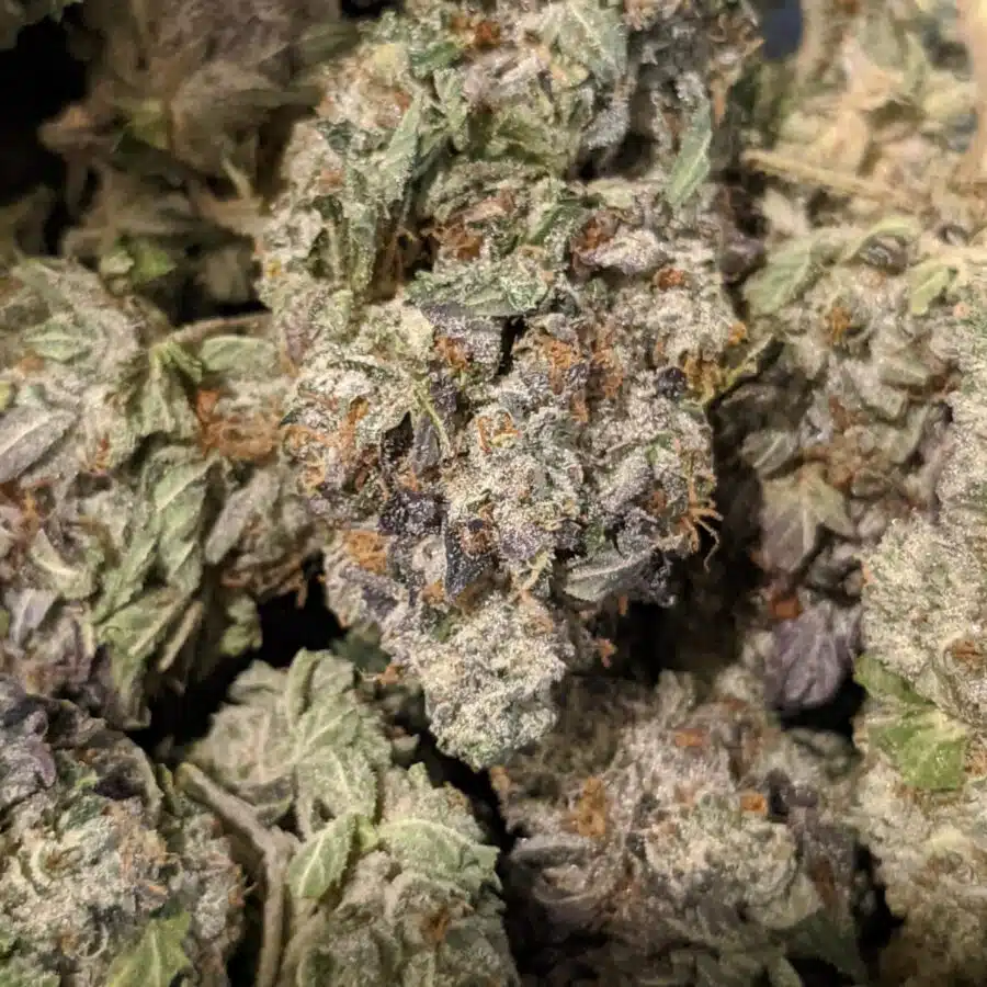 PURPLE BUBBA 4 I Purple Bubba #2