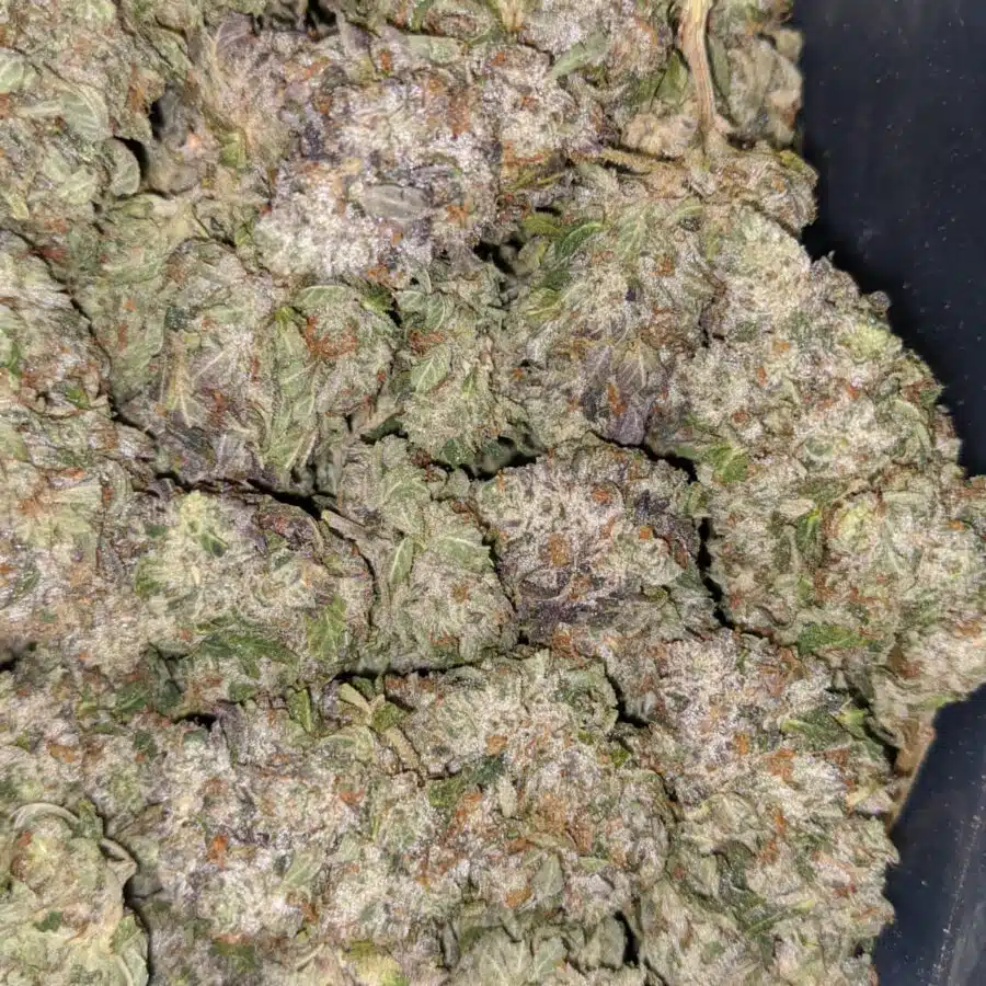 PURPLE BUBBA 5 I Purple Bubba #2