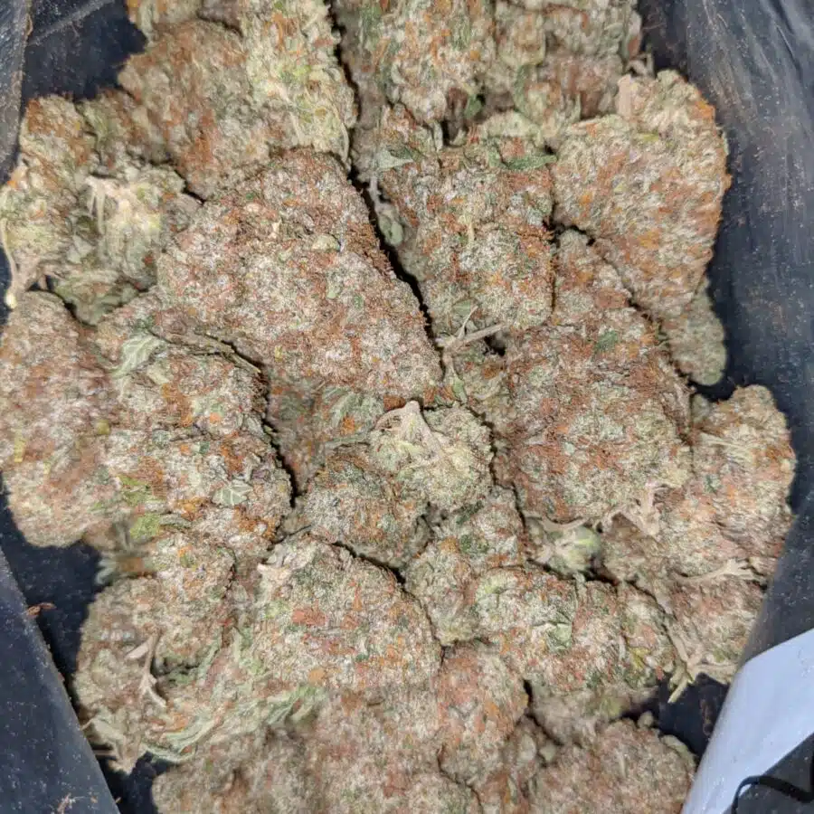 WATERMELON 1 I $89 Oz - Watermelon