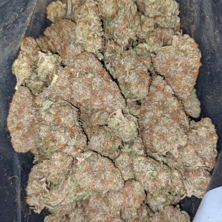 WATERMELON 2 I $89 Oz - Watermelon