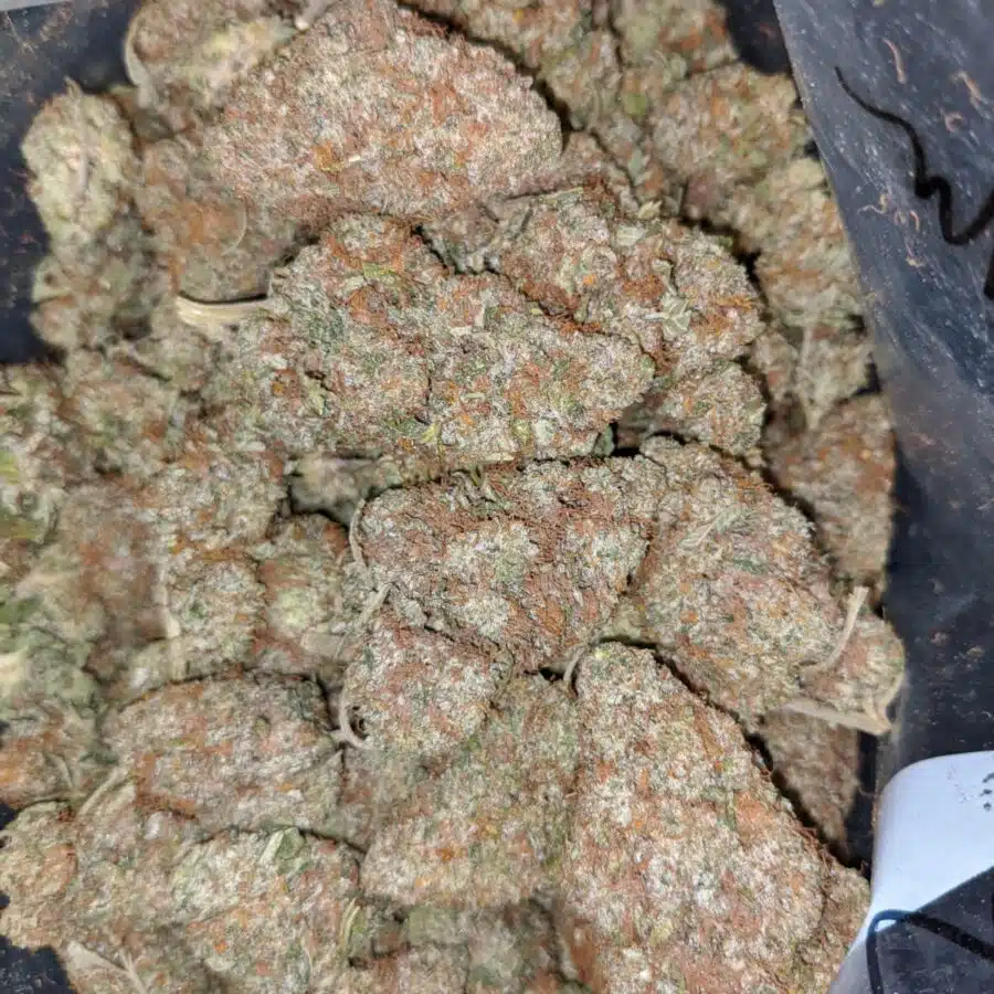WATERMELON 3 I $89 Oz - Watermelon