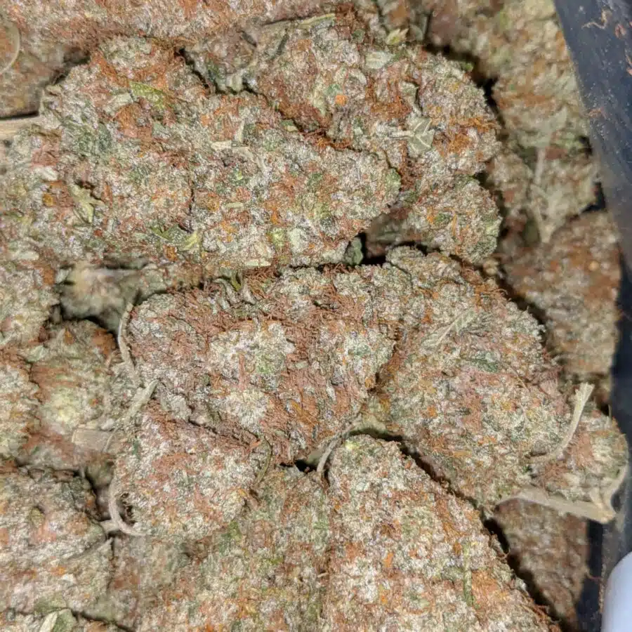 WATERMELON 4 I $89 Oz - Watermelon