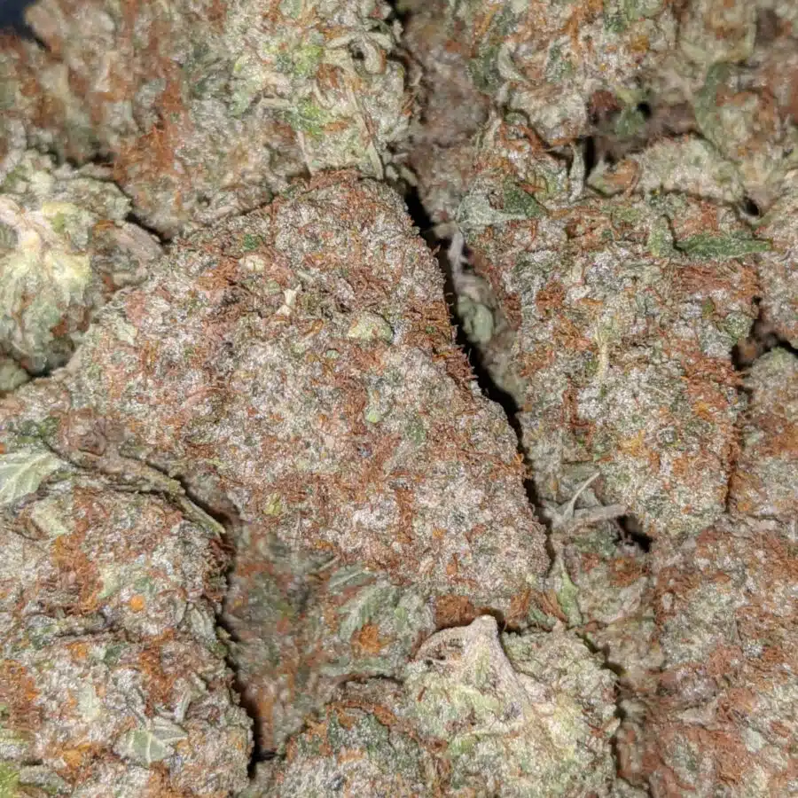 WATERMELON 5 I $89 Oz - Watermelon