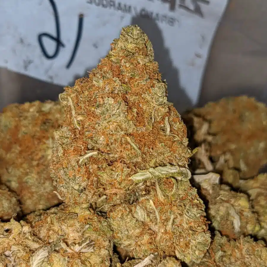 cheap congo aa 1 I Cheap Congo AA+