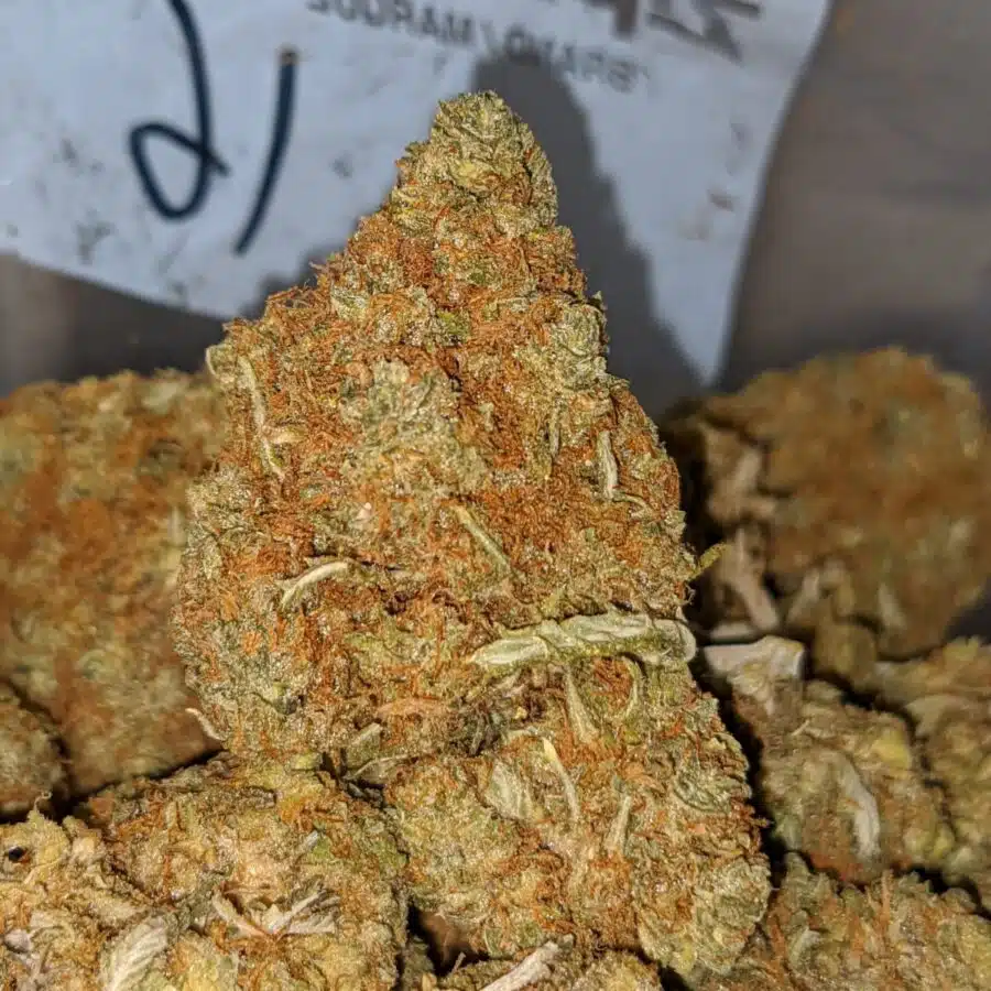 cheap congo aa 2 I Cheap Congo AA+