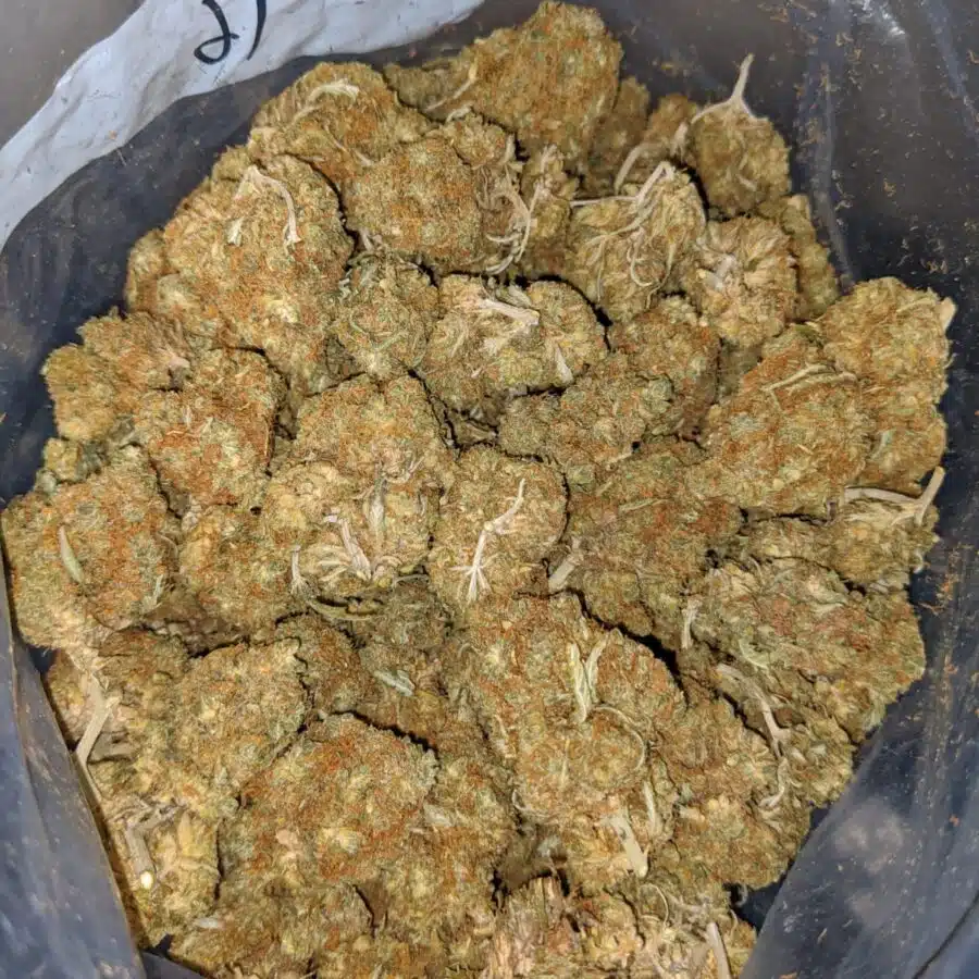 cheap congo aa 3 I Cheap Congo AA+