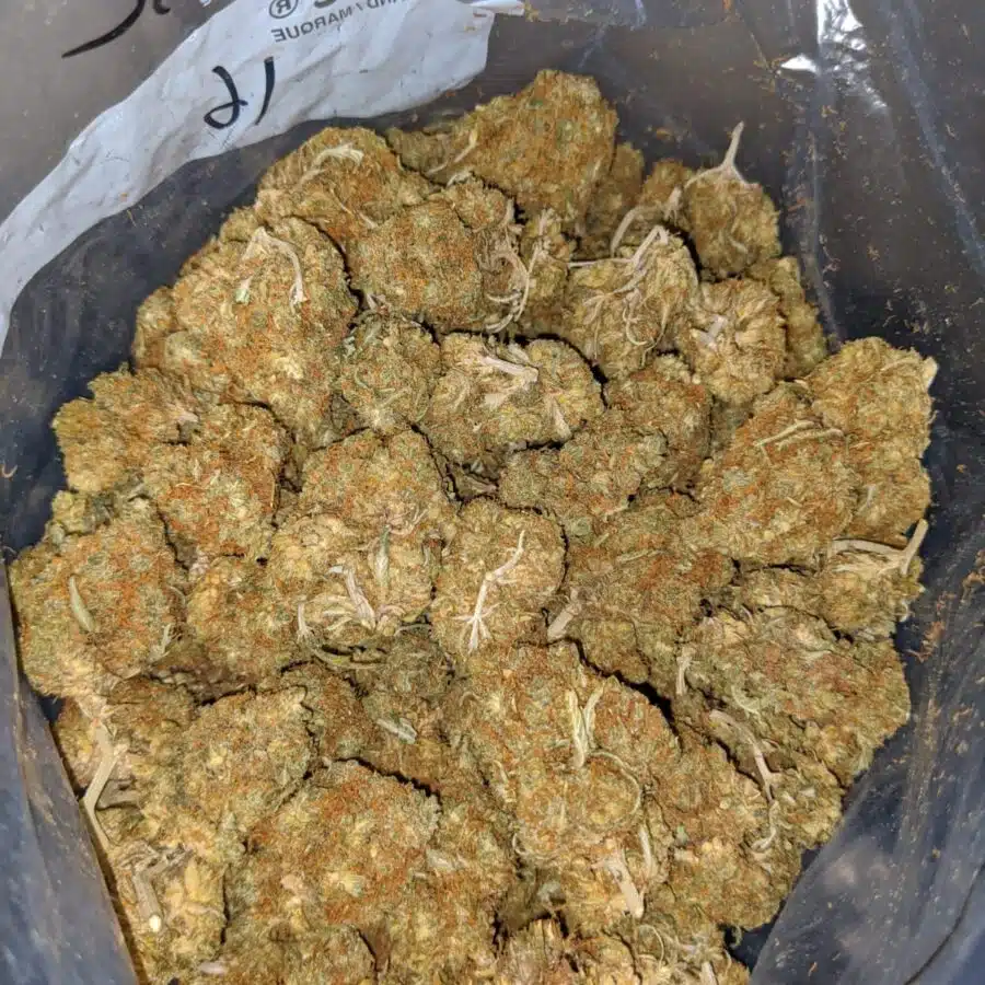 cheap congo aa 4 I Cheap Congo AA+