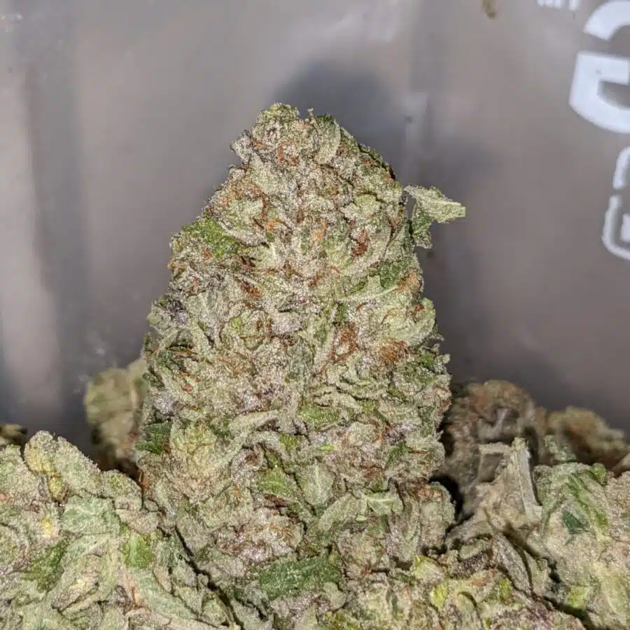 emmas purple bubba 1 I Emma's Purple Bubba
